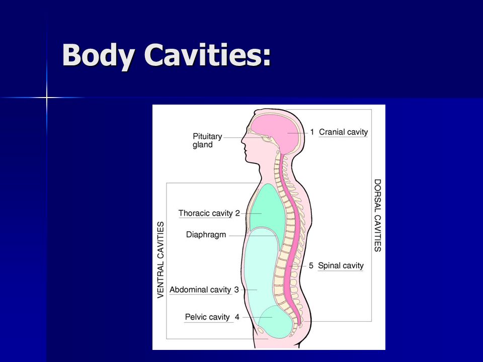 Body Cavities: