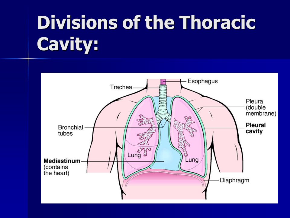 Divisions of the Thoracic Cavity: