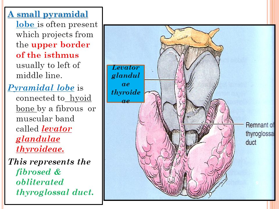 Levator glandulae thyroideae