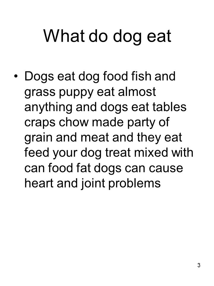 What do dog eat