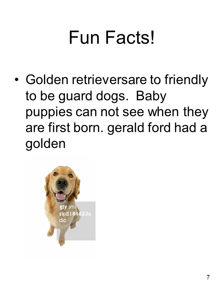 Fun Facts. Golden retrieversare to friendly to be guard dogs.