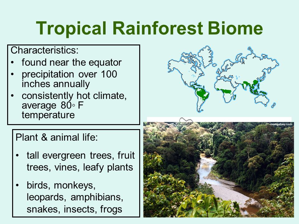 rainforest biome description