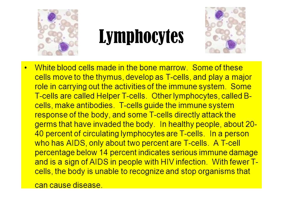 Lymphocytes