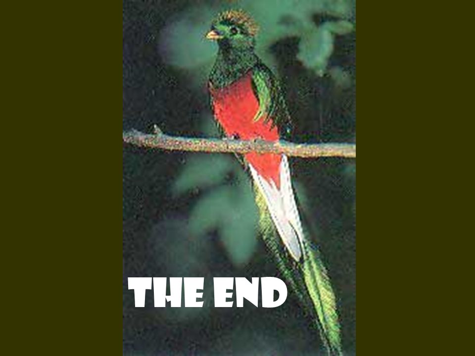 The End The End