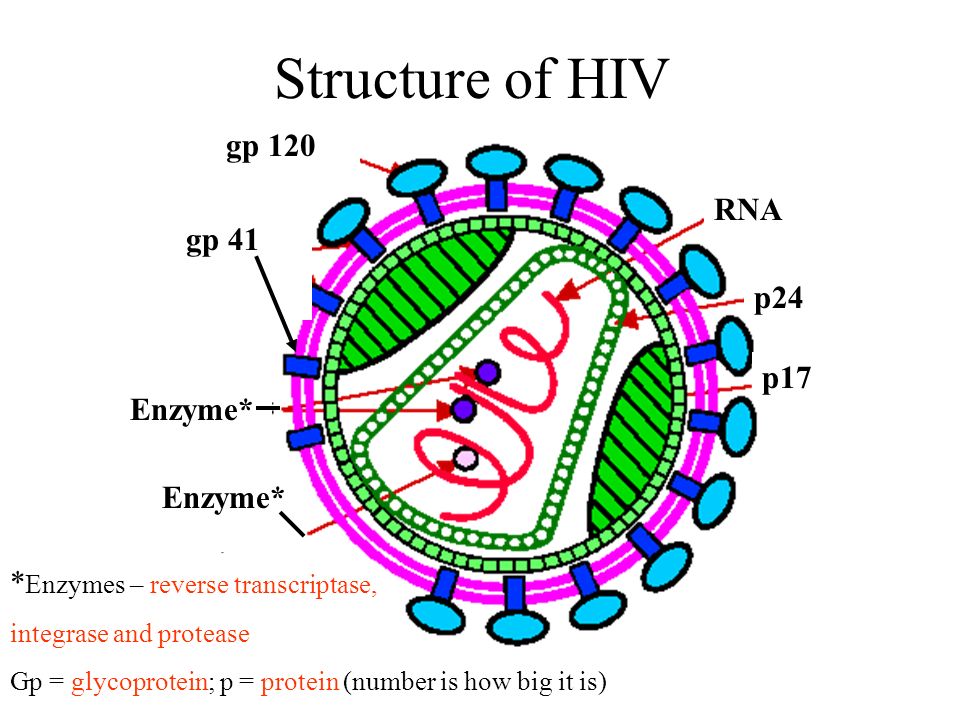 Structure of HIV gp 120 gp 41 RNA p24 p17 Enzyme* Enzyme*