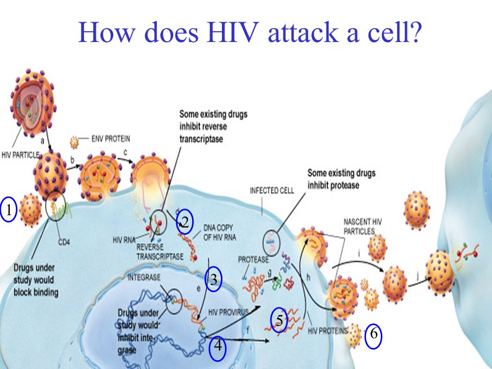 How does HIV attack a cell