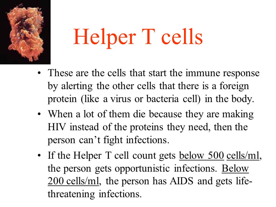Helper T cells