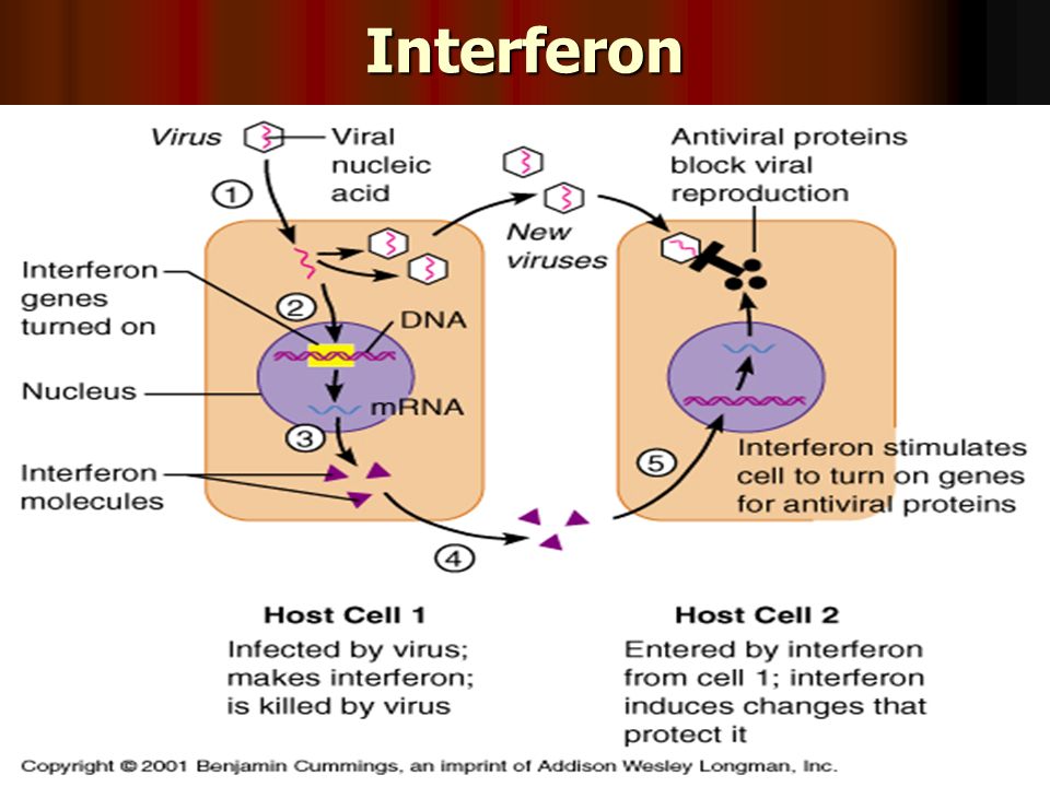 interferon használat condyloma esetén)