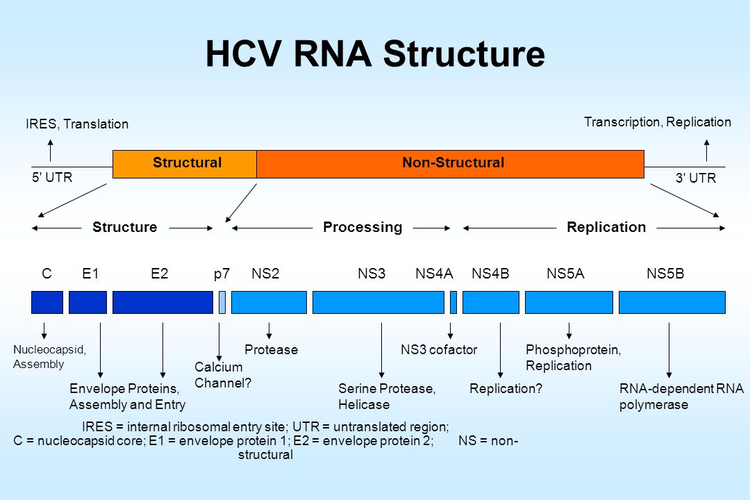 Анализ рнк что это. РНК HCV. ПЦР крови на РНК-HCV. РНК HCV количественный. РНК вируса гепатита с HCV.