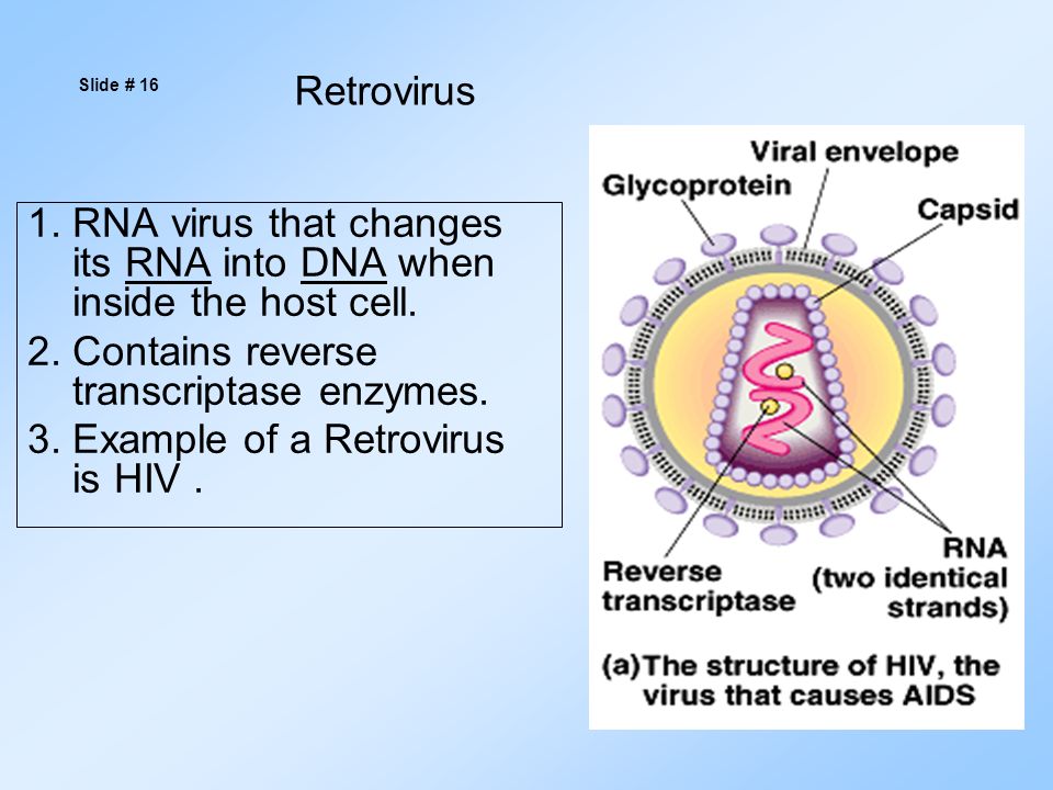 1. RNA virus that changes its RNA into DNA when inside the host cell.