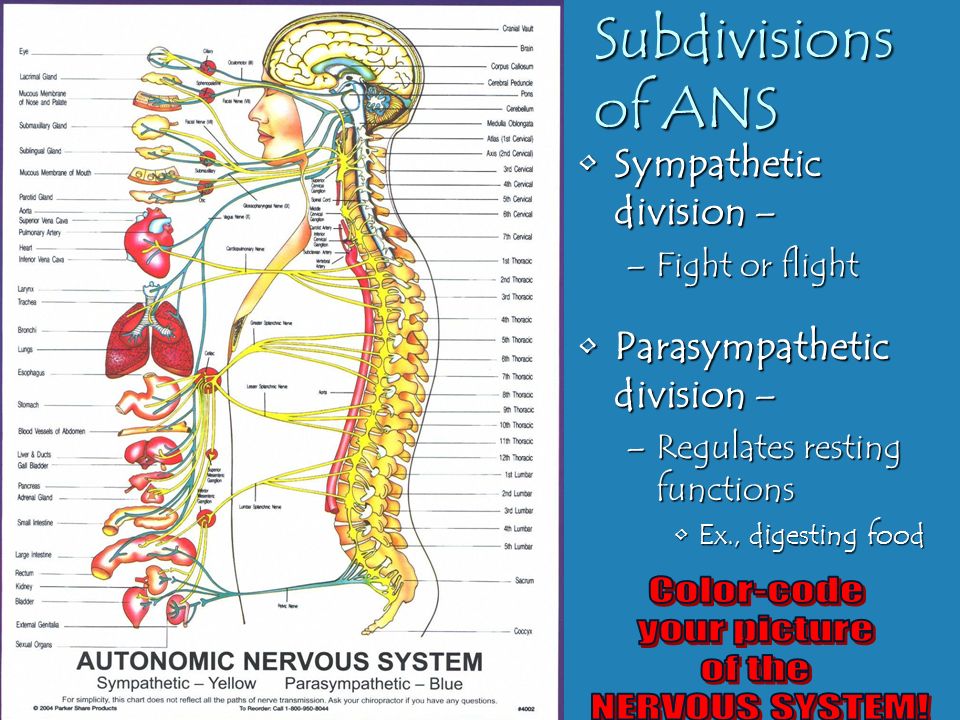 Nervous And Endocrine Systems Ppt Download