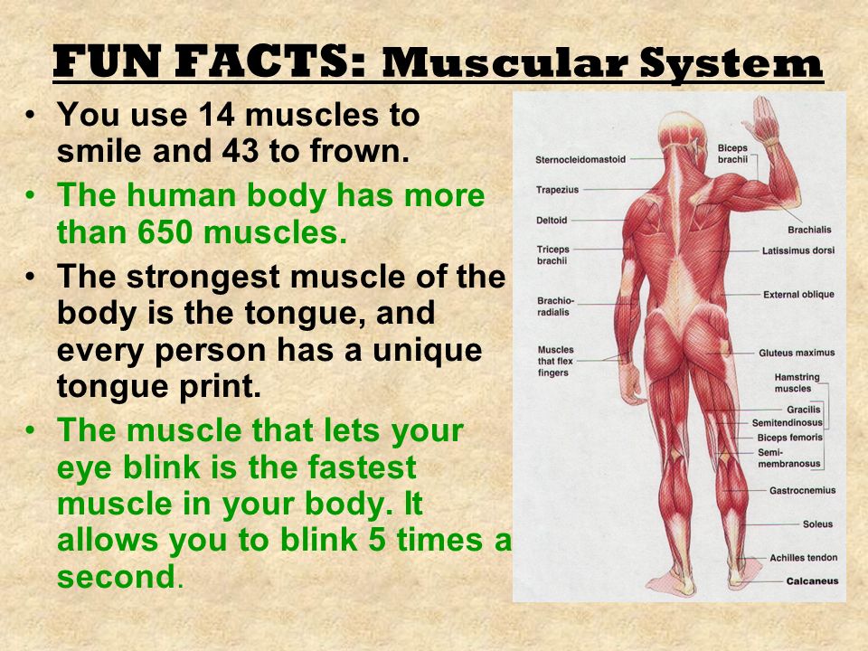FUN FACTS: Muscular System.