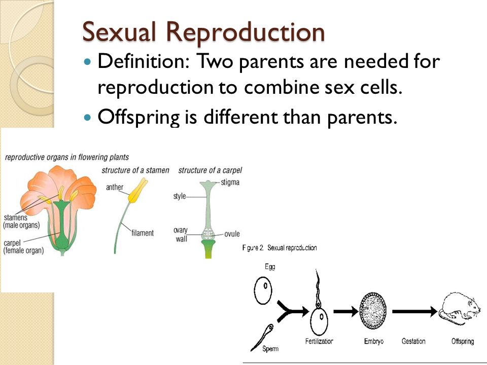 Gcse Biology Asexual Vs Sexual Reproduction And Meiosis