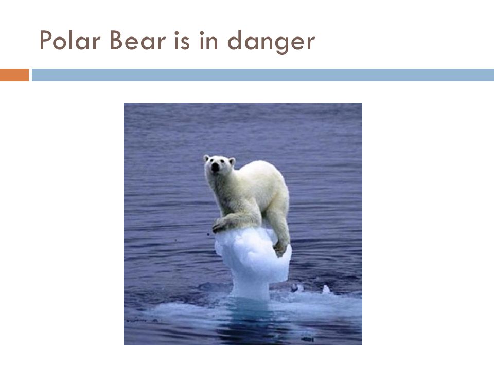 Polar Bear is in danger
