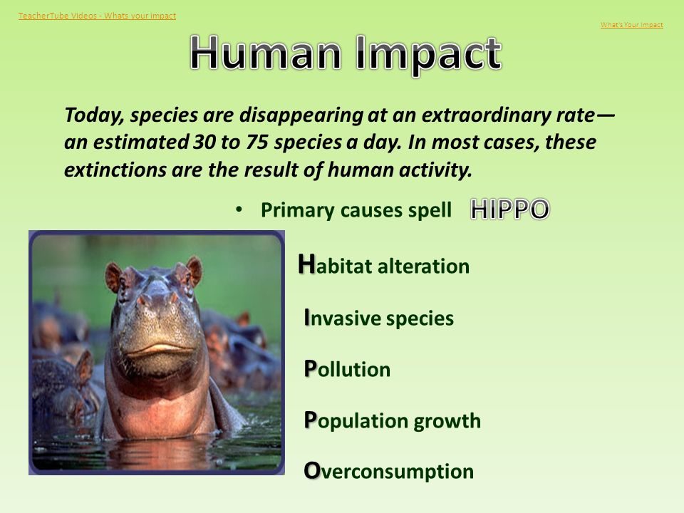What is an Endangered Species? - ppt video online download