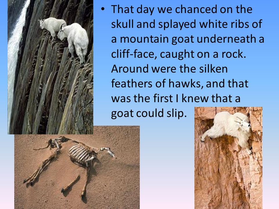 That day we chanced on the skull and splayed white ribs of a mountain goat underneath a cliff-face, caught on a rock.