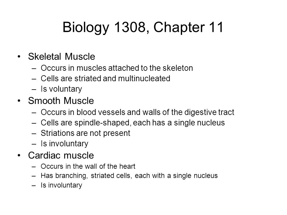 Biology 1308, Chapter 11 Skeletal Muscle Smooth Muscle Cardiac muscle
