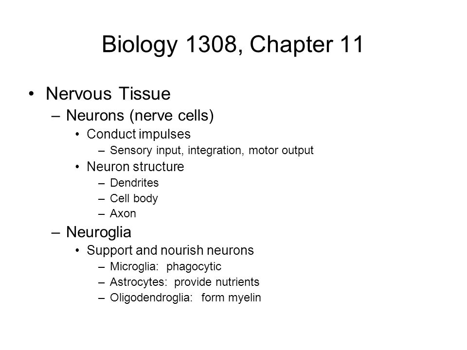 Biology 1308, Chapter 11 Nervous Tissue Neurons (nerve cells)