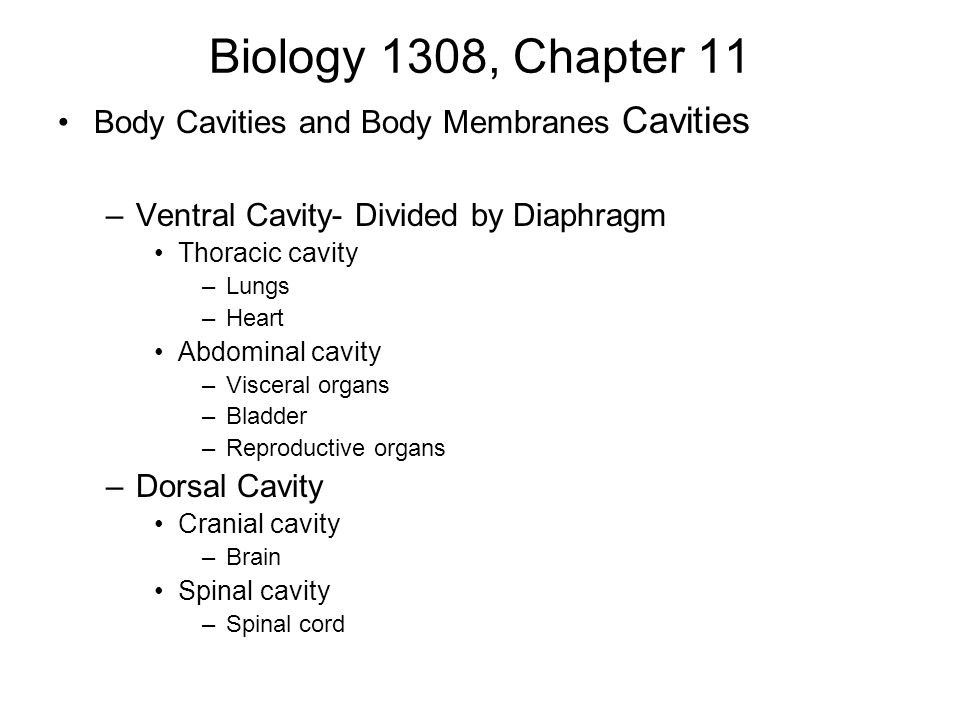Biology 1308, Chapter 11 Body Cavities and Body Membranes Cavities