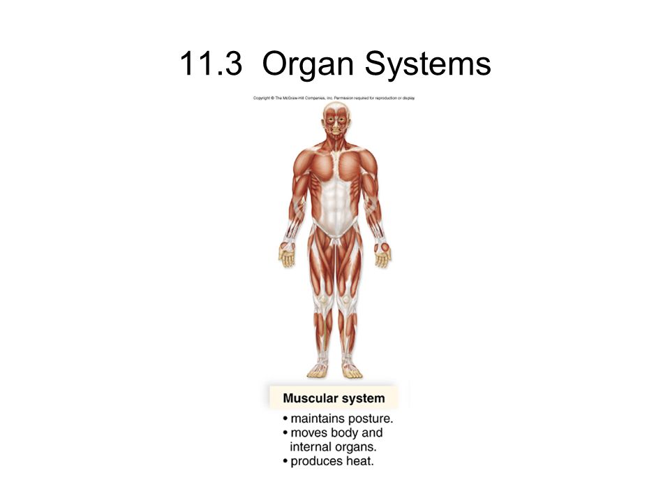 11.3 Organ Systems