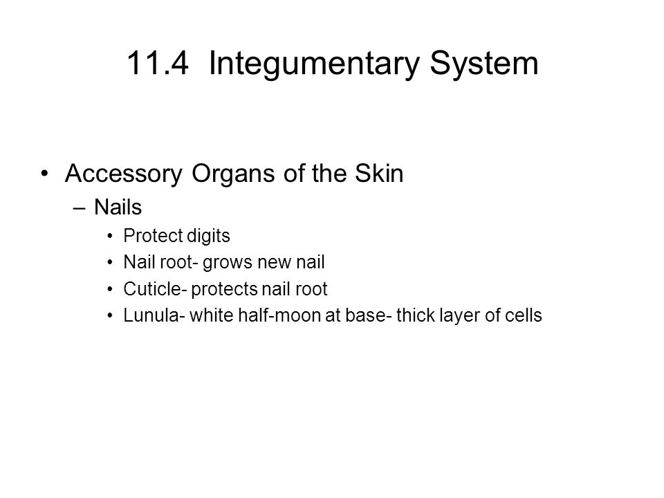 11.4 Integumentary System Accessory Organs of the Skin Nails