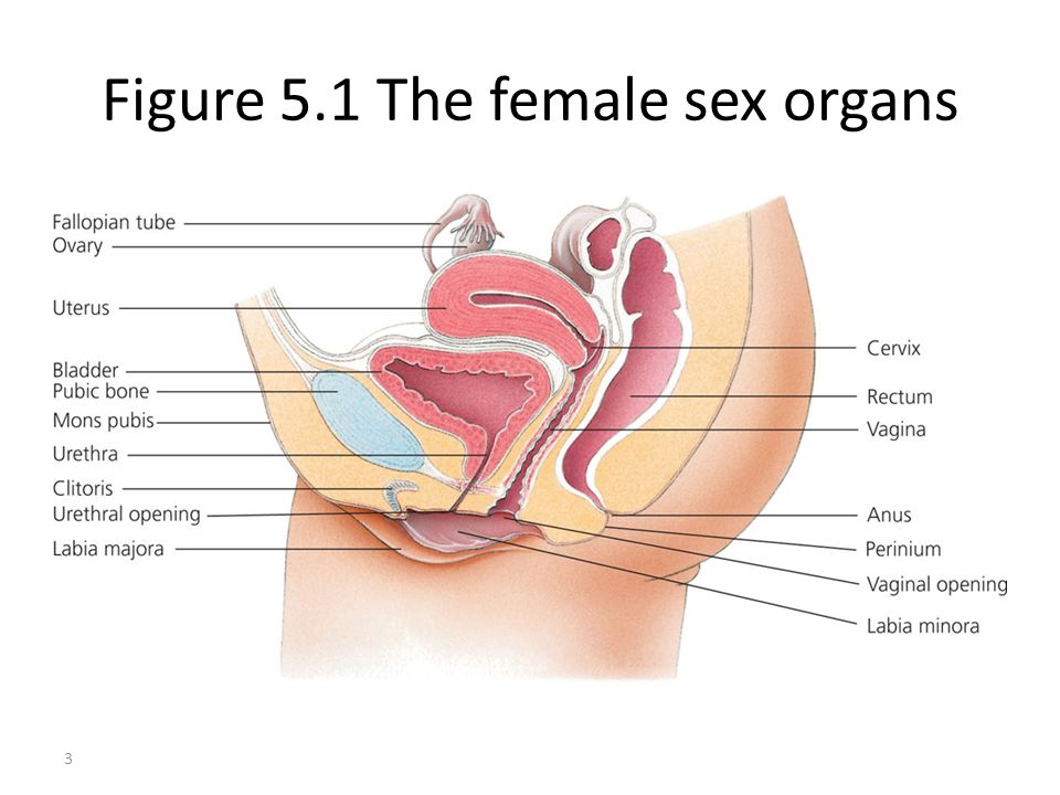 Internal Sex Organs Female Diagram