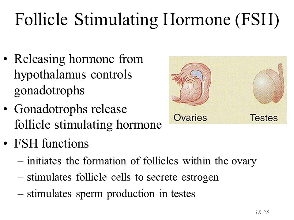 FSH functions. stimulates follicle cells to secrete estrogen. initiates the...