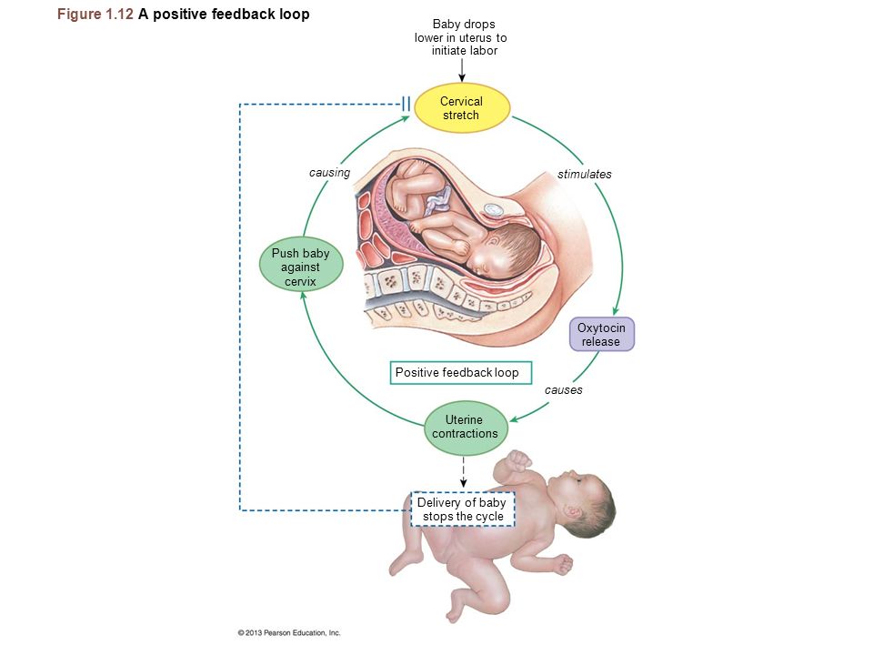 1 The Human Body: Modified by Dr. Par Mohammadian. - ppt video online ...