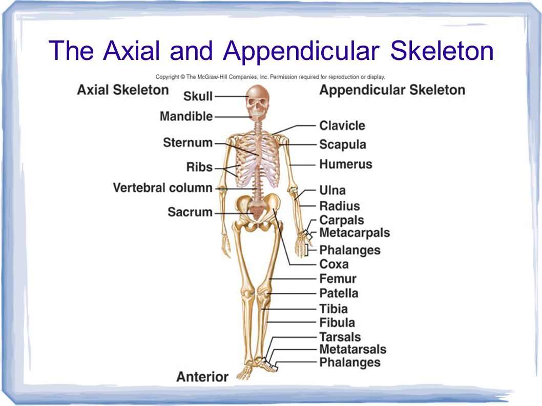The bones form. Скелет человека на английском. Скелет человека с латинскими названиями. Костная система человека. Skeleton System of Human.