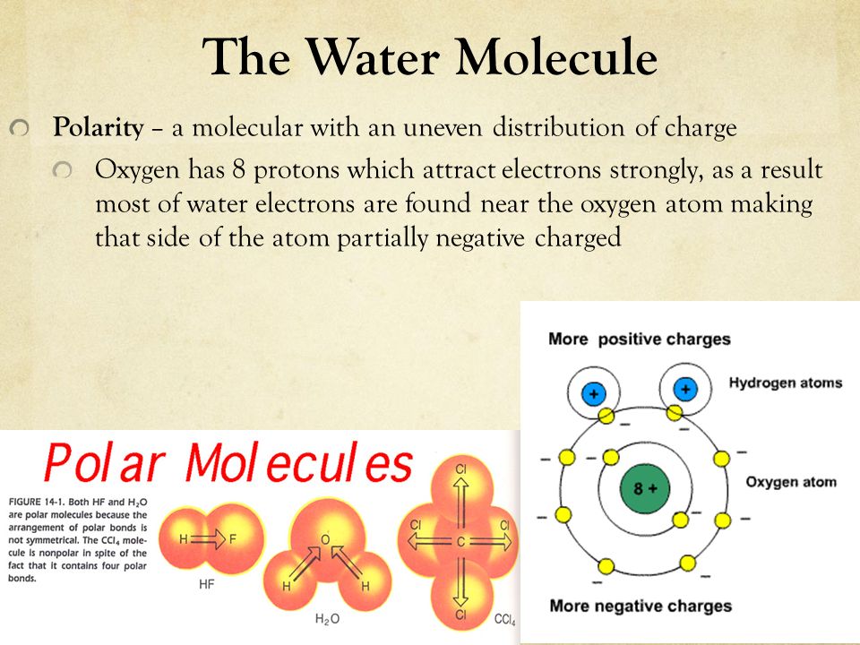 The Water Molecule Polarity – a molecular with an uneven distribution of charge.