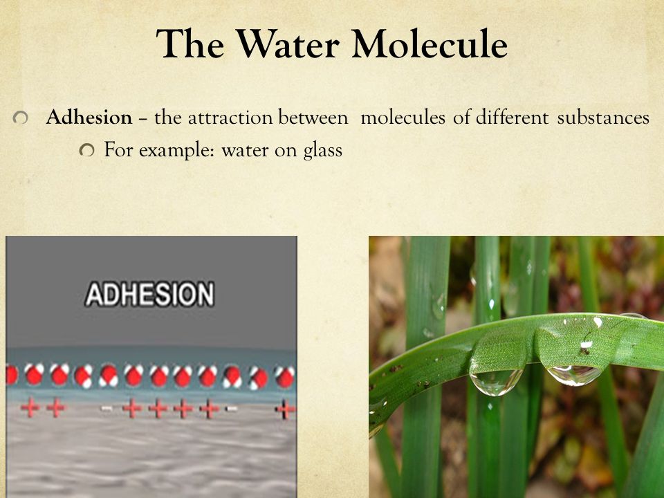The Water Molecule Adhesion – the attraction between molecules of different substances.