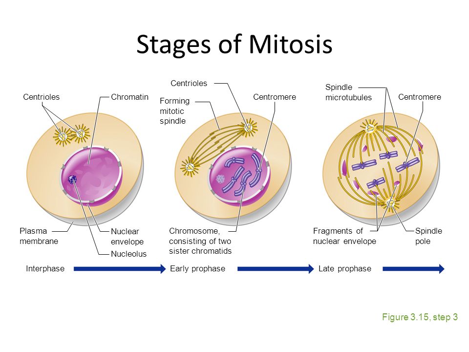 Stages of Mitosis Figure 3.15, step 3 Centrioles Plasma membrane.