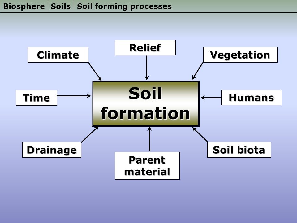 Form processing. Soil formation processes. Soil forming Factors. Biosphere meaning. Biosphere and Human.