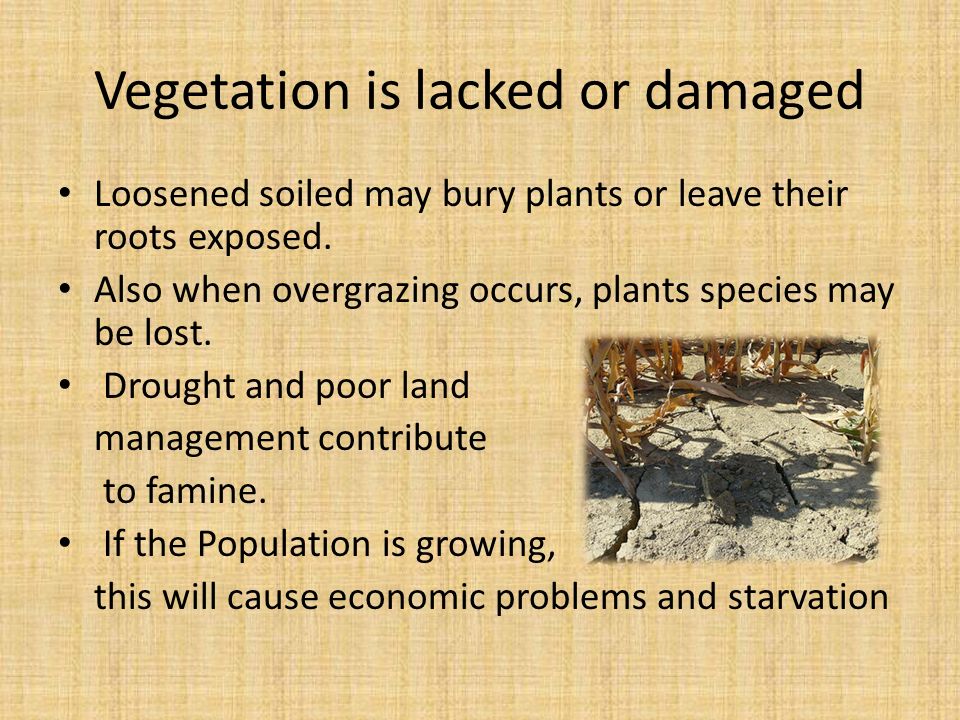 Vegetation is lacked or damaged