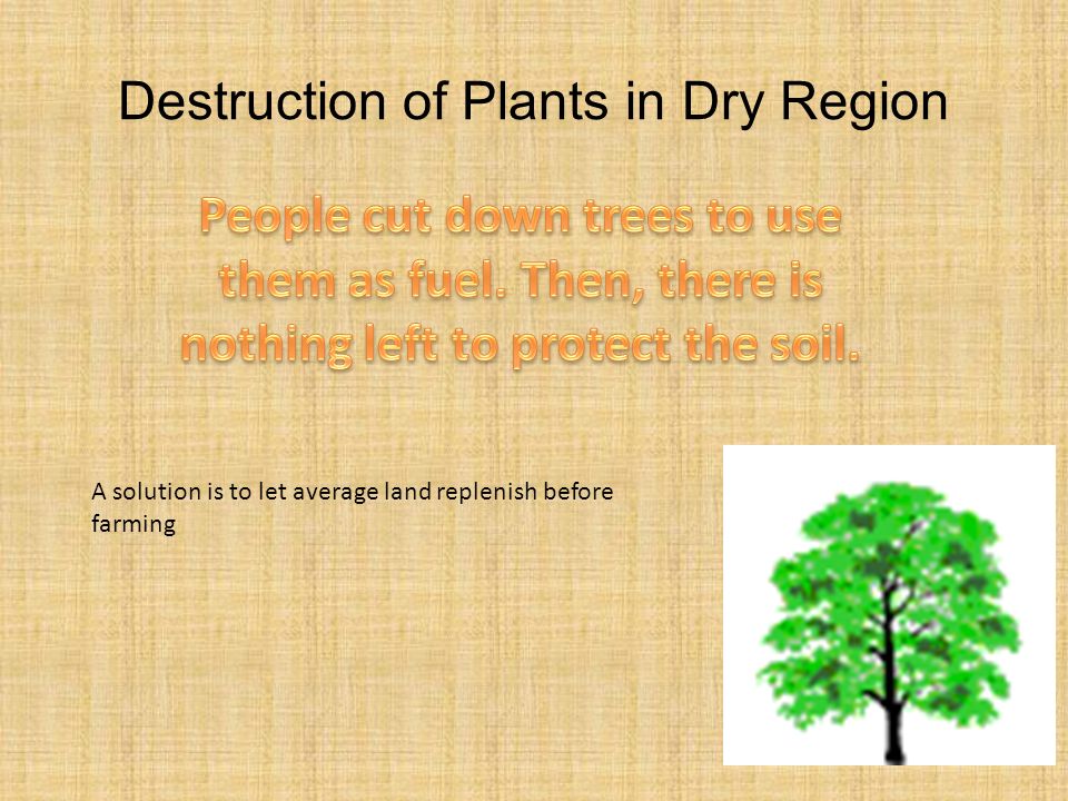 Destruction of Plants in Dry Region