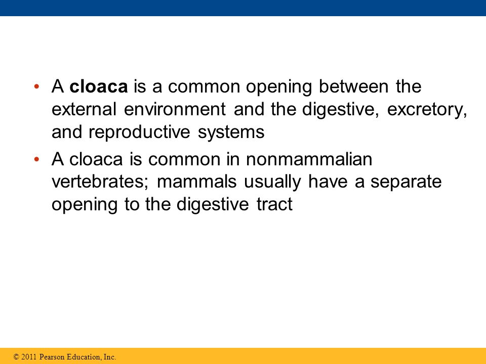 A cloaca is a common opening between the external environment and the digestive, excretory, and reproductive systems