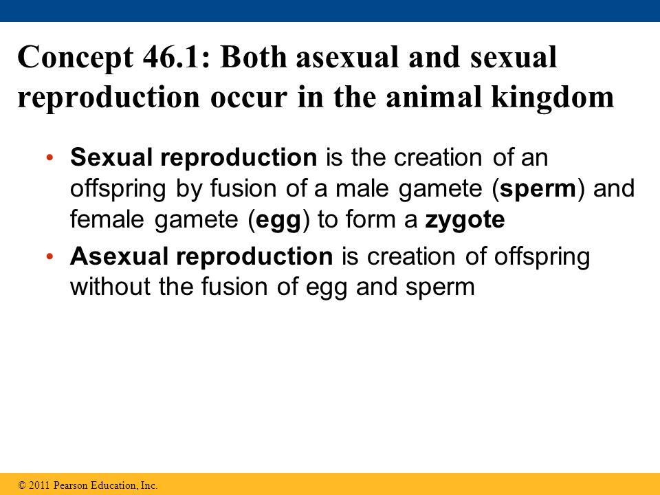 Concept 46.1: Both asexual and sexual reproduction occur in the animal kingdom