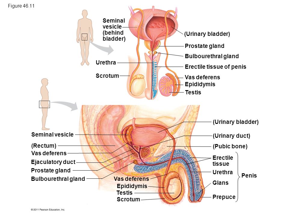 Seminal vesicle (behind bladder)