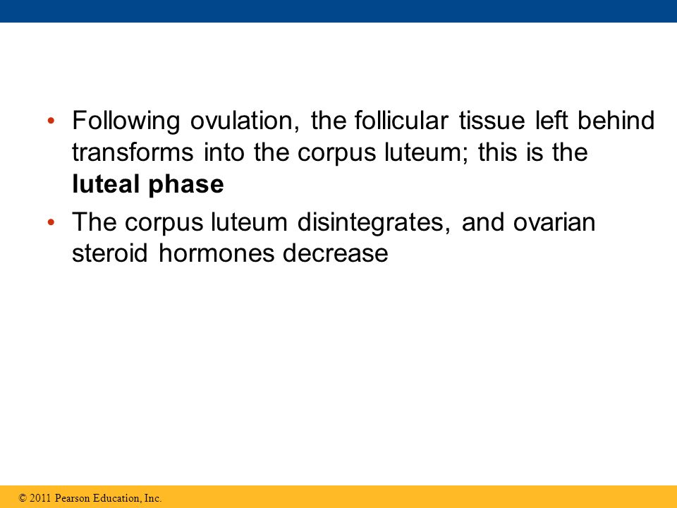 The corpus luteum disintegrates, and ovarian steroid hormones decrease