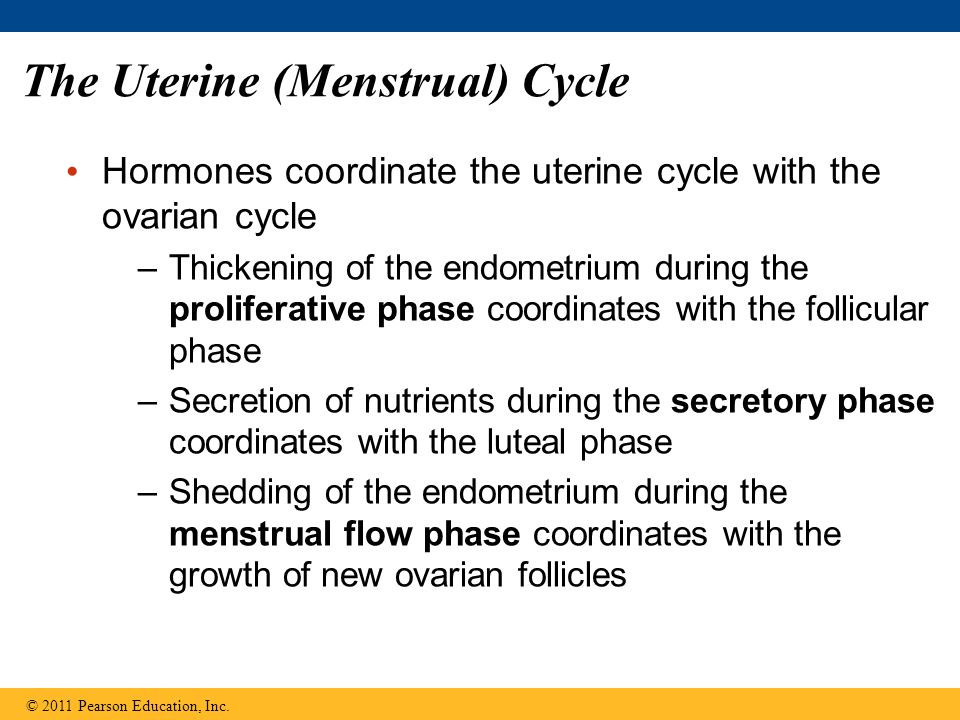 The Uterine (Menstrual) Cycle