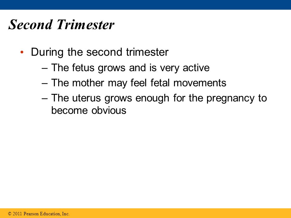 Second Trimester During the second trimester