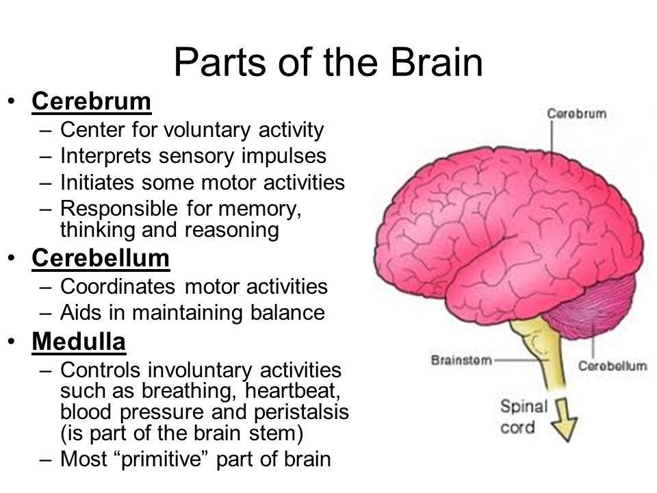 Brain information. Parts of the Brain. Мозг на английском. Brain Parts and functions. Головной мозг на английском.