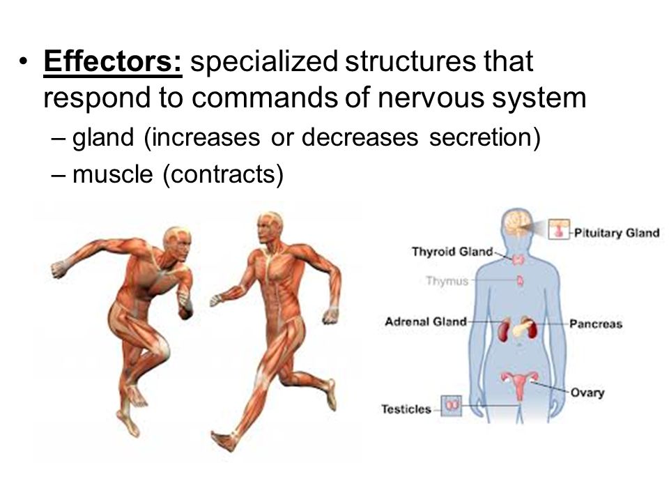 Regulation Of Body Processes Ppt Download