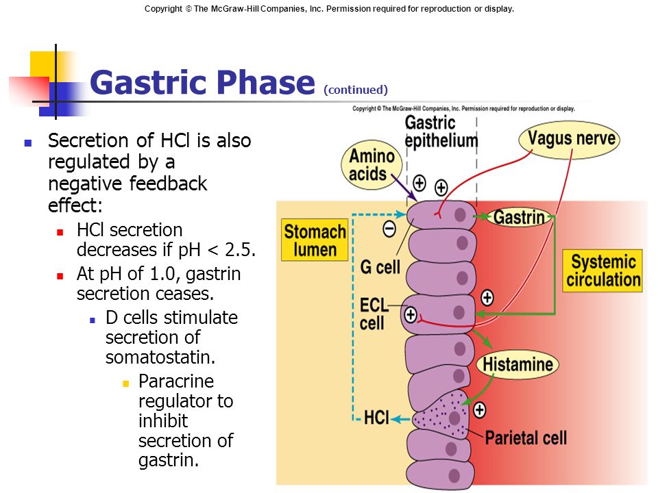 Chapter 18 The Digestive System Ppt Video Online Download
