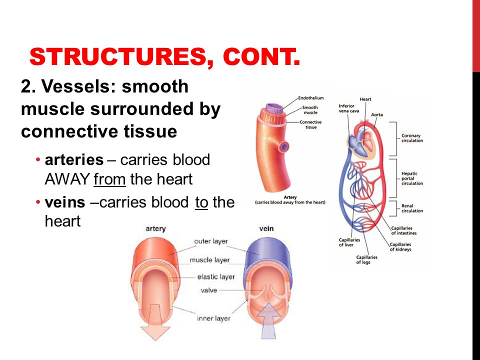 Structures, cont. 2. Vessels: smooth muscle surrounded by connective tissue. arteries – carries blood AWAY from the heart.