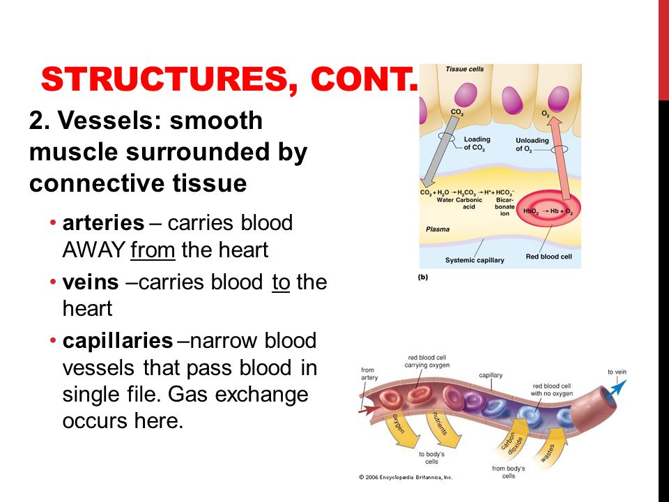 Structures, cont. 2. Vessels: smooth muscle surrounded by connective tissue. arteries – carries blood AWAY from the heart.