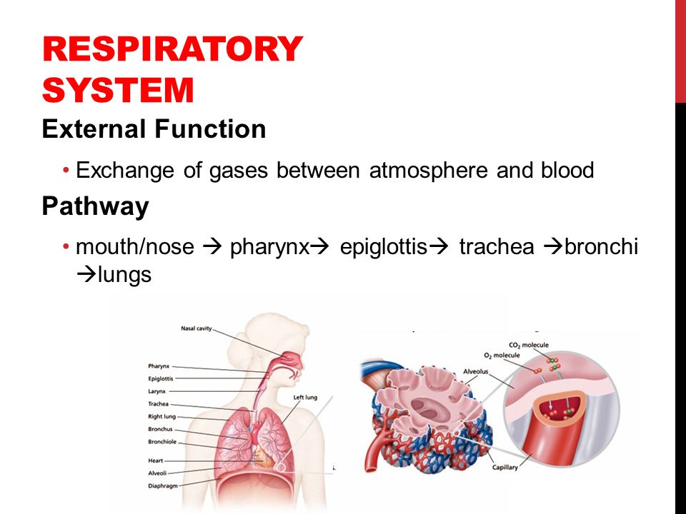 RESPIRATORY SYSTEM External Function Pathway