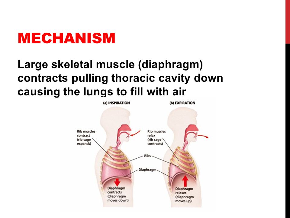 MECHANISM Large skeletal muscle (diaphragm) contracts pulling thoracic cavity down causing the lungs to fill with air.