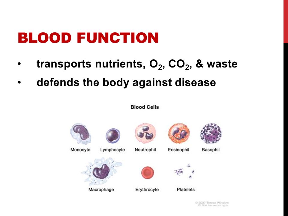 Blood FUNCTION transports nutrients, O2, CO2, & waste