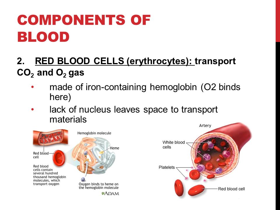 Components of blood 2. RED BLOOD CELLS (erythrocytes): transport CO2 and O2 gas. made of iron-containing hemoglobin (O2 binds here)